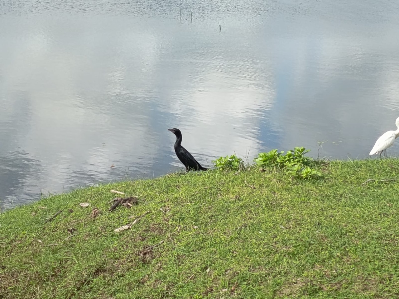 A cormorant on the bank of the Kumana Villu wetland, an egret beyond