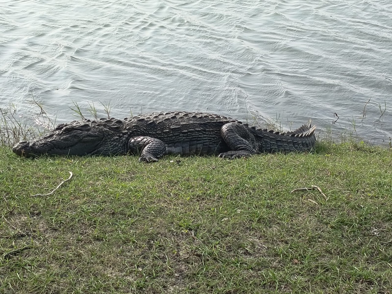 A mugger crocodile on the lagoon bank