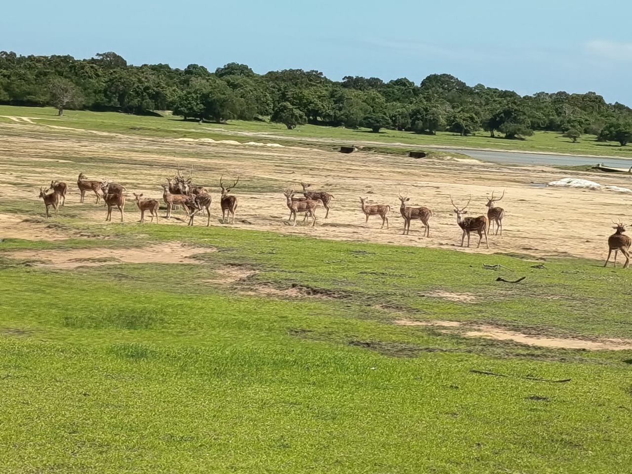 A herd of spotted deer grazing on the plains by a Kumana waterhole