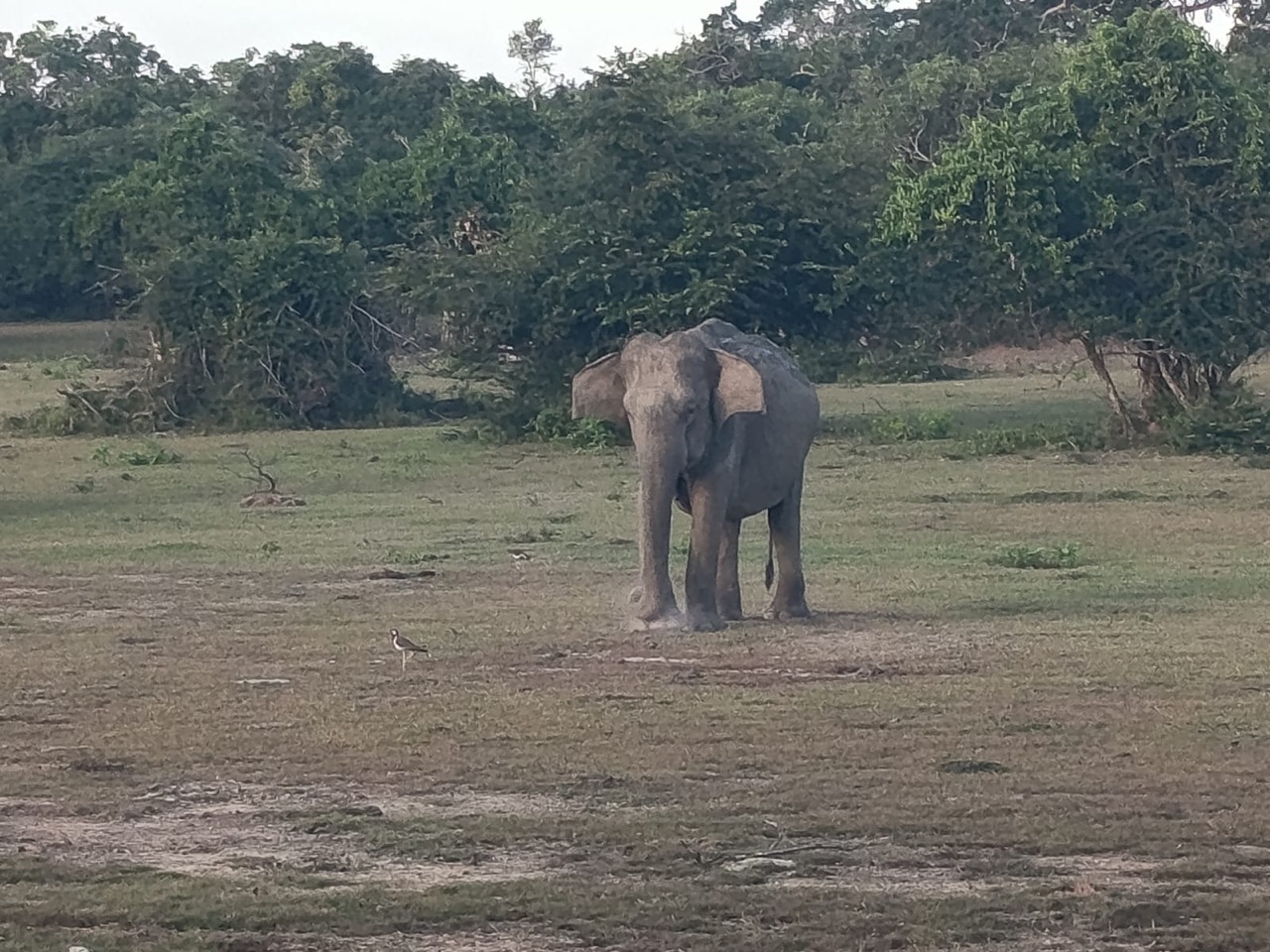 A lone elephant on an open plain, a lapwing nearby