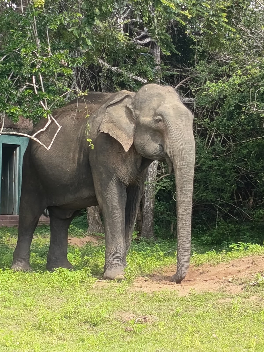 A wild elephant beside the track on a Kumana game drive