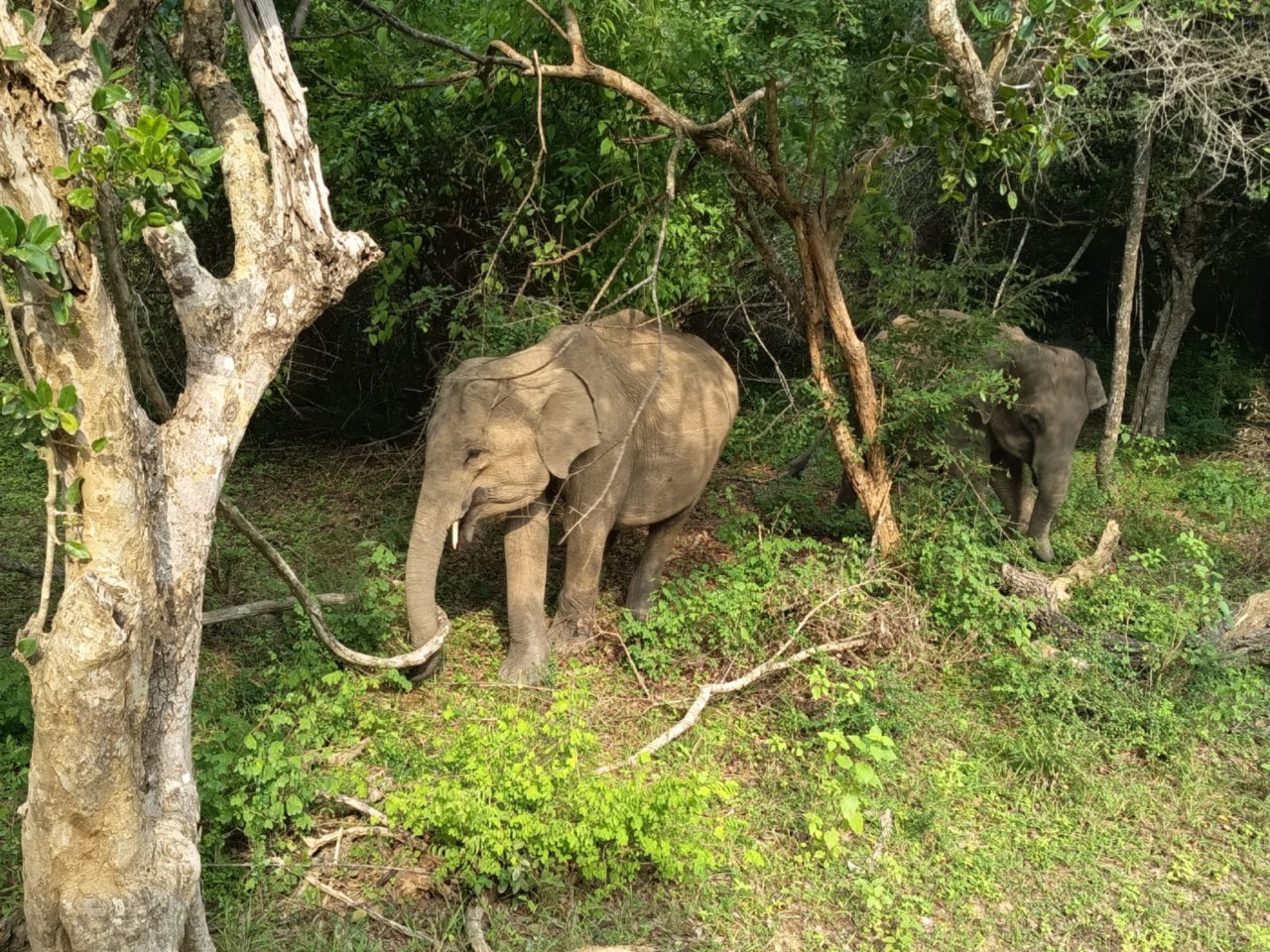 Two wild elephants, one with tusks, foraging among the trees