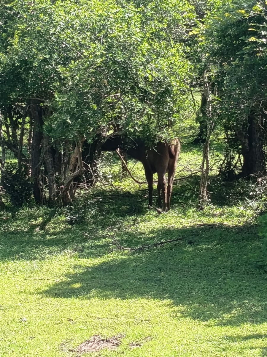 A deer in the dappled shade of the Kumana jungle