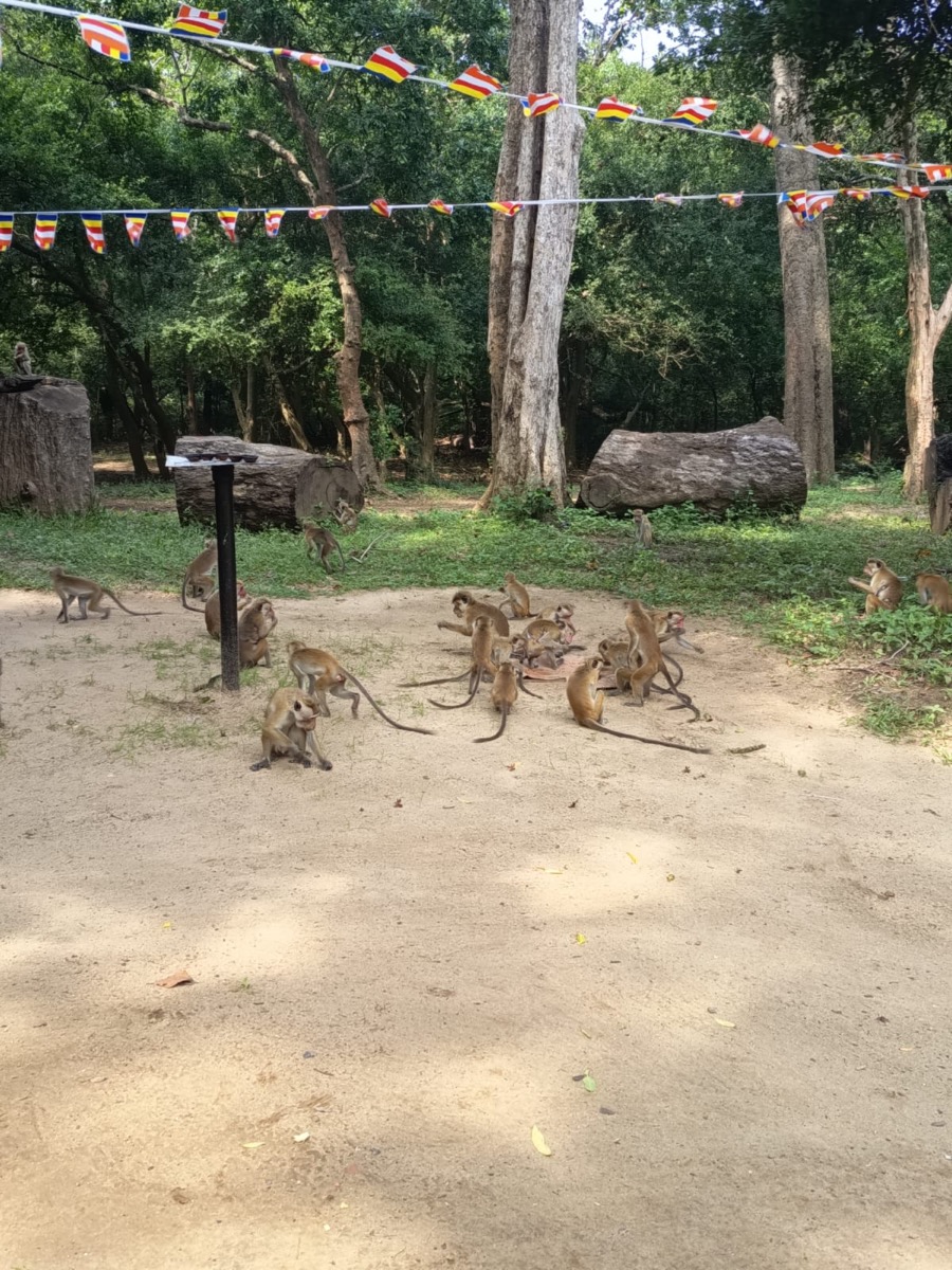 Toque macaques near a roadside temple