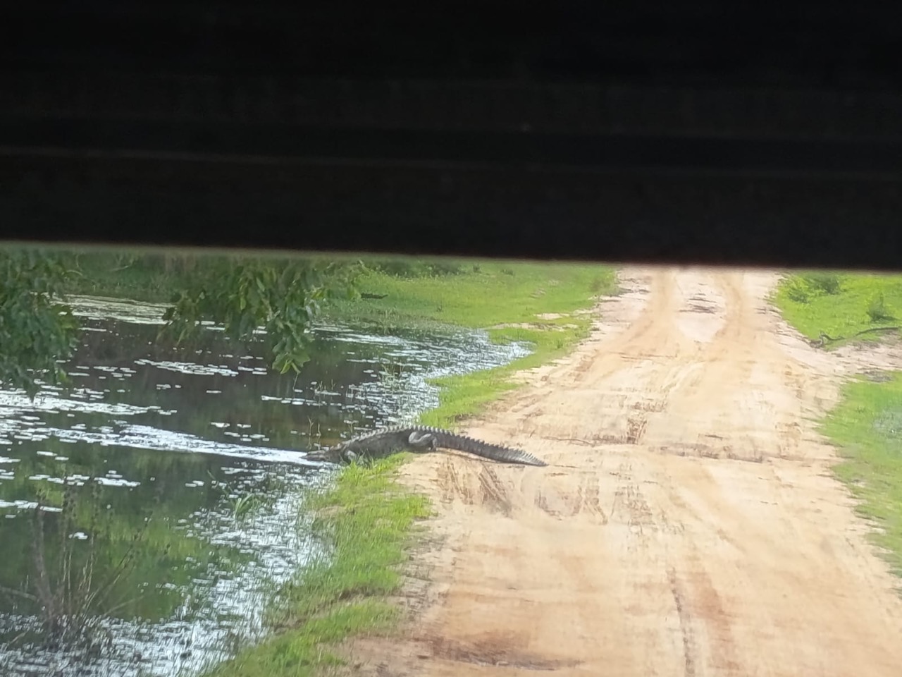 An open safari track winding past the Kumana wetland