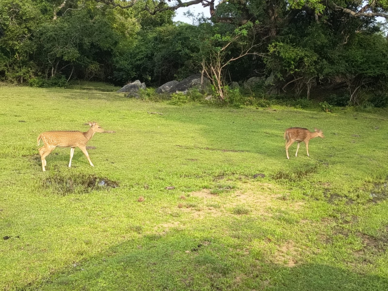A pair of spotted deer grazing in a clearing at first light