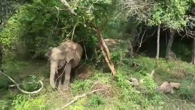 Wild elephants foraging in the forest on a safari game drive
