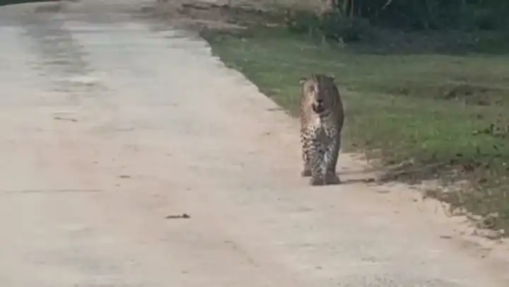 A real sighting
